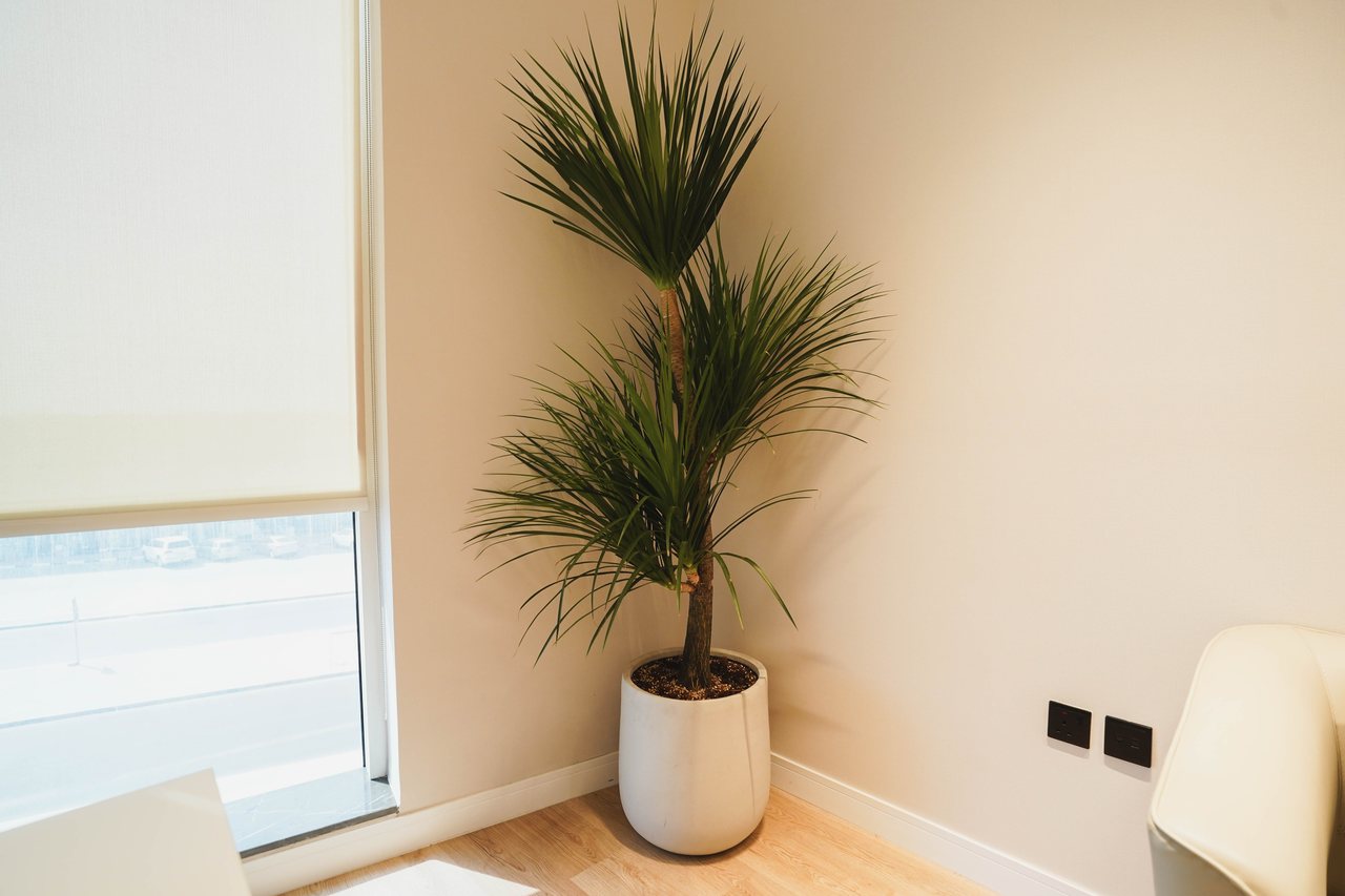 Daylit office corner with planting against the glazed façade